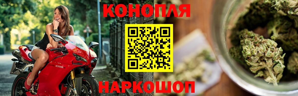 Канабис сатива Губкинский